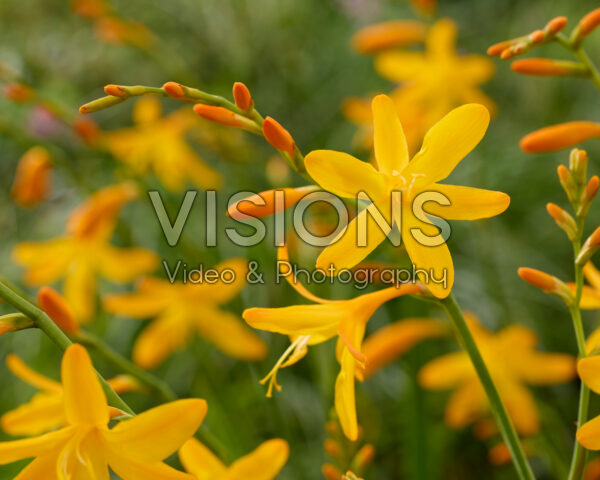 Crocosmia George Davidson