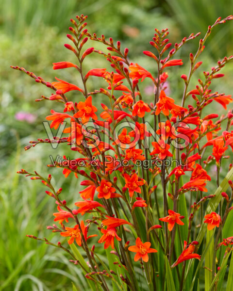 Crocosmia Red King