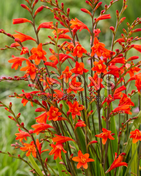 Crocosmia Red King