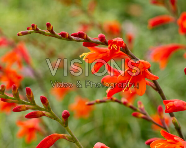 Crocosmia Red King