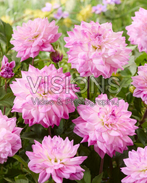 Dahlia Bazuin Lilac Twister