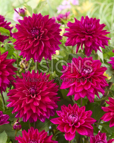 Dahlia Fuchsia Charm