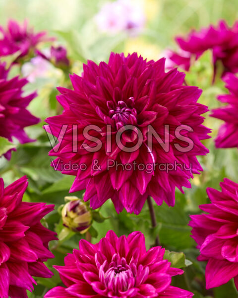 Dahlia Fuchsia Charm