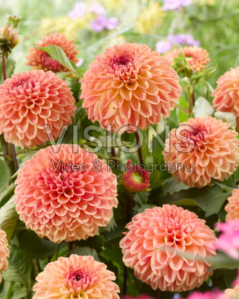Dahlia Dalmuti Cavalier Dahlia Dalmuti Cavalier