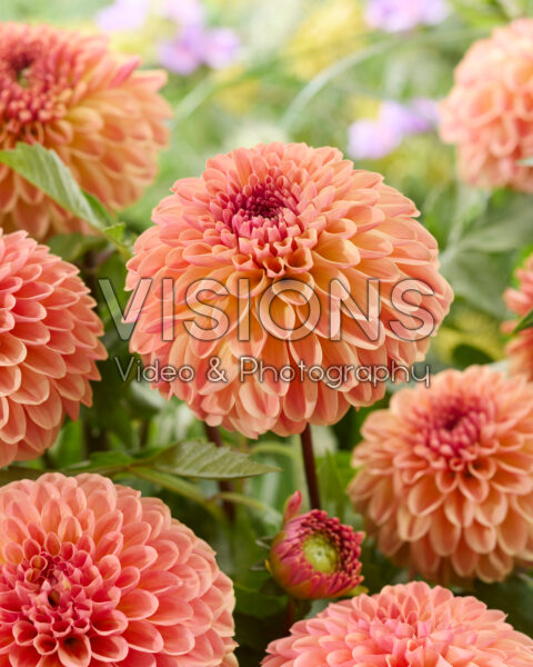 Dahlia Dalmuti Cavalier