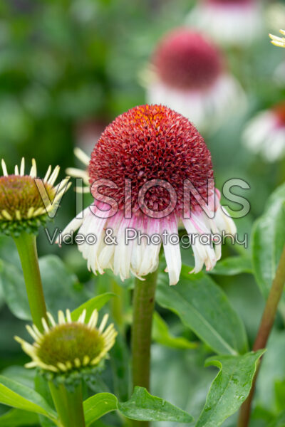 Echinacea Strawberry and Cream