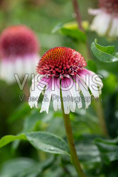 Echinacea Strawberry and Cream