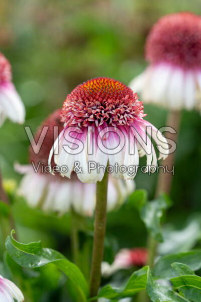 Echinacea Strawberry and Cream