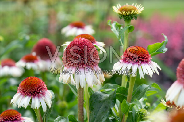 Echinacea Strawberry and Cream Echinacea Strawberry and Cream