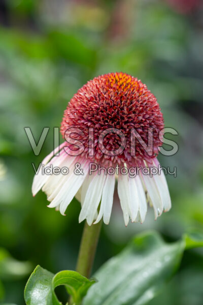 Echinacea Strawberry and Cream