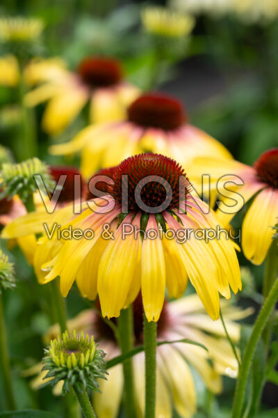 Echinacea Yellow Rainbow Echinacea Yellow Rainbow