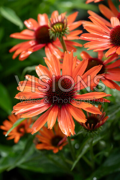 Echinacea Orange Pearl