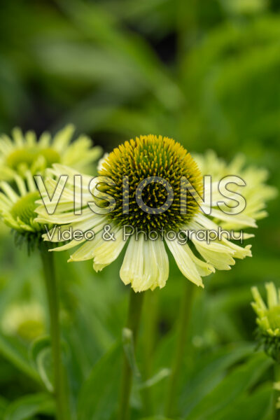 Echinacea Papillion Green