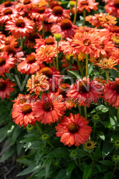 Echinacea Bolero Orange