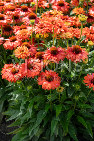Echinacea Bolero Orange