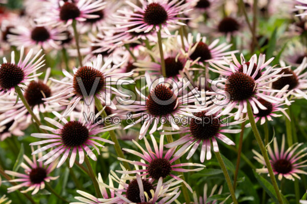 Echinacea purpurea Disco Star