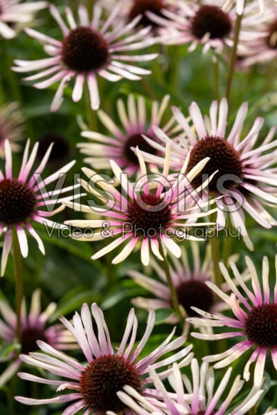Echinacea purpurea Disco Star