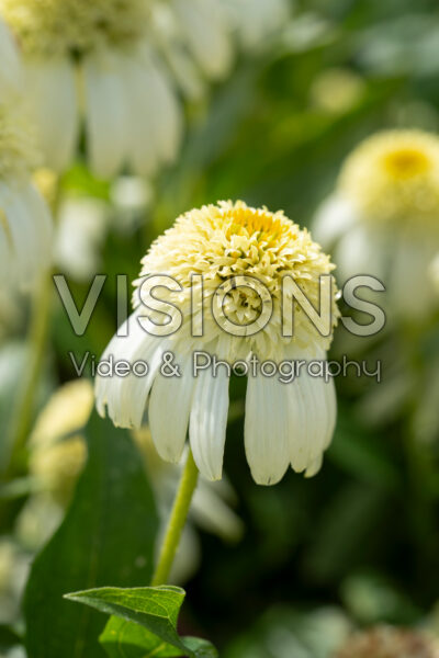 Echinacea Vanilla Drip