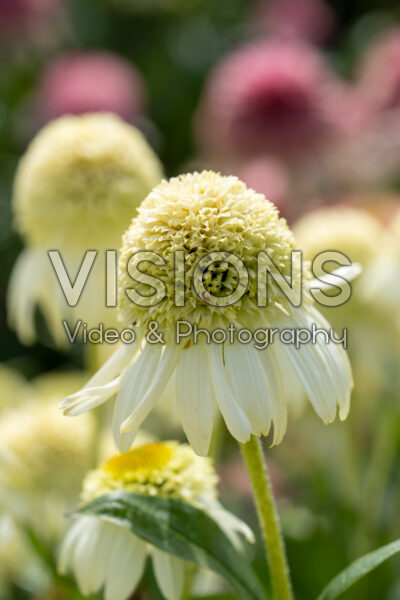 Echinacea Vanilla Drip