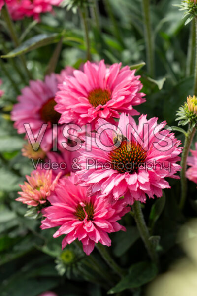 Echinacea Bolero Rose