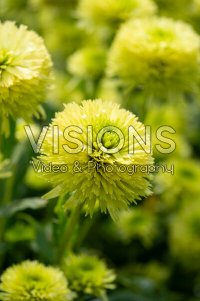 Echinacea Apple Green