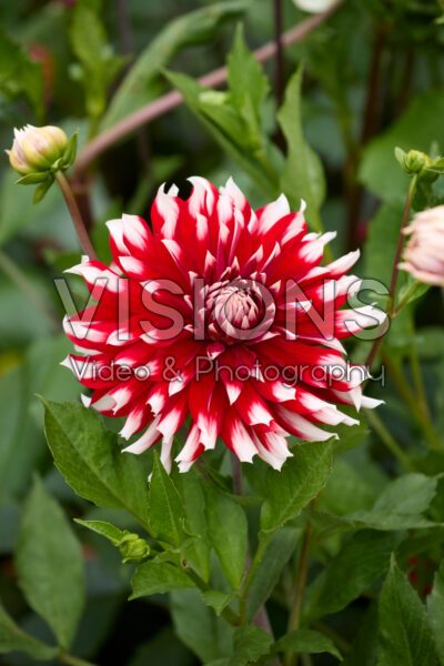 Dahlia Davos Dahlia Davos
