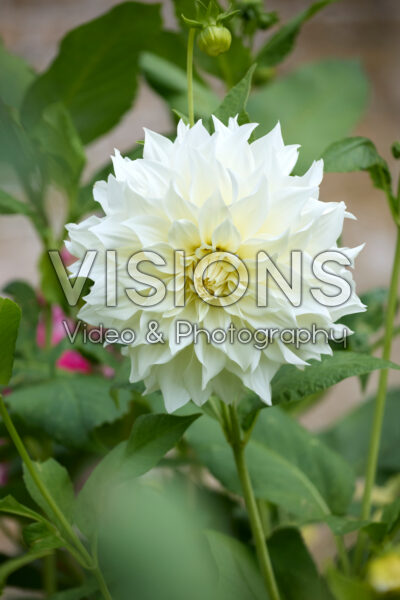 Dahlia Cafe au Lait Supreme