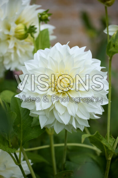 Dahlia Cafe au Lait Supreme