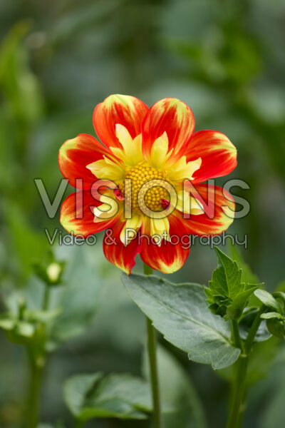 Dahlia Pooh Swan-Island
