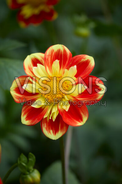 Dahlia Pooh Swan-Island