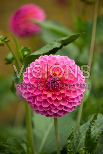 Dahlia Pink Suffusion Dahlia Pink Suffusion