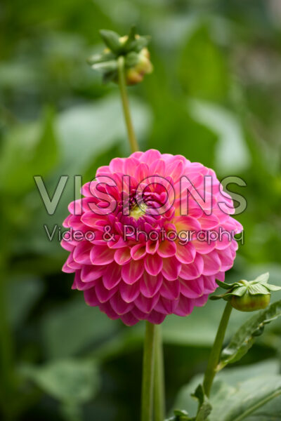 Dahlia Pink Suffusion