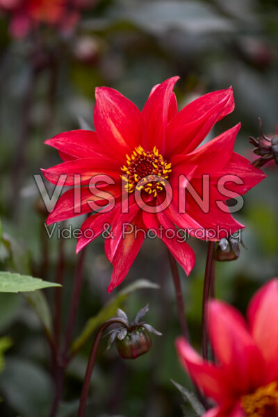 Dahlia Waltzing Mathilda Dahlia Waltzing Mathilda