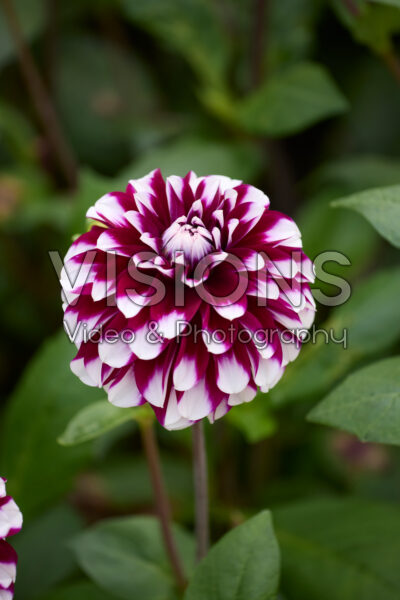 Dahlia Vik Jesse Dahlia Vik Jesse