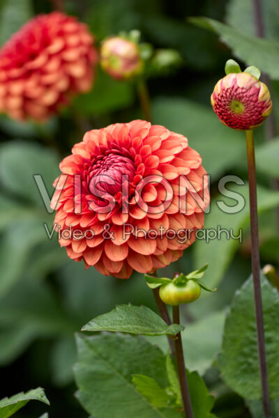 Dahlia Brown Sugar FDM