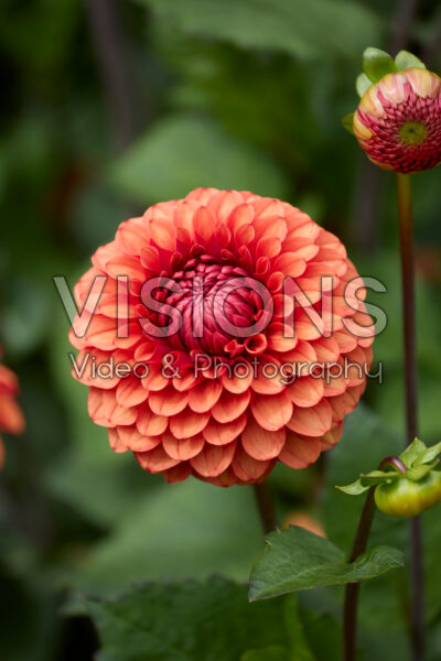 Dahlia Brown Sugar FDM