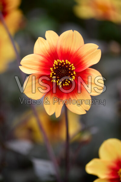 Dahlia Sunshine Dahlia Sunshine