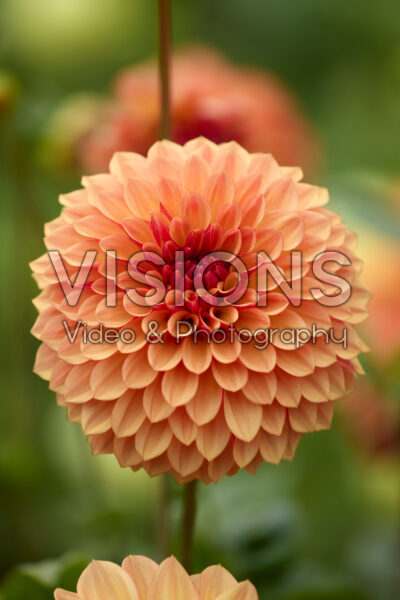 Dahlia Bonanza