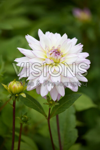 Dahlia Crazy Love