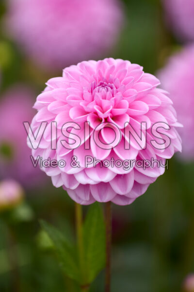 Dahlia Pink Pop
