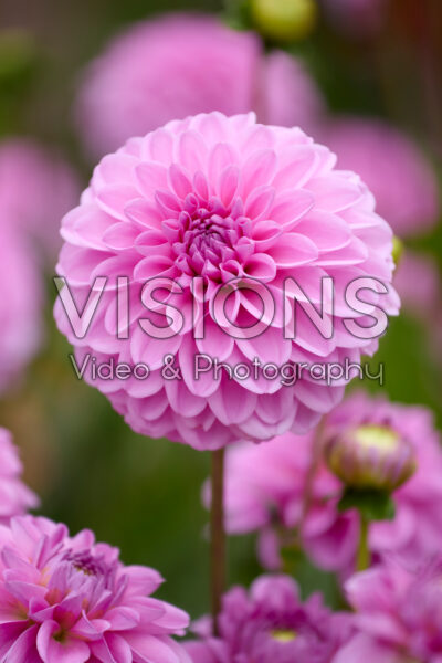 Dahlia Pink Pop