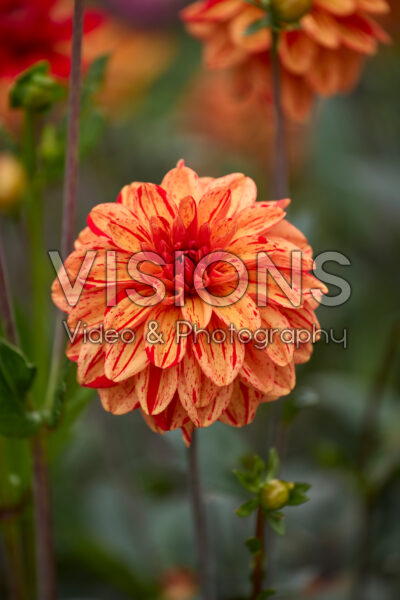Dahlia Pasolini Dahlia Pasolini