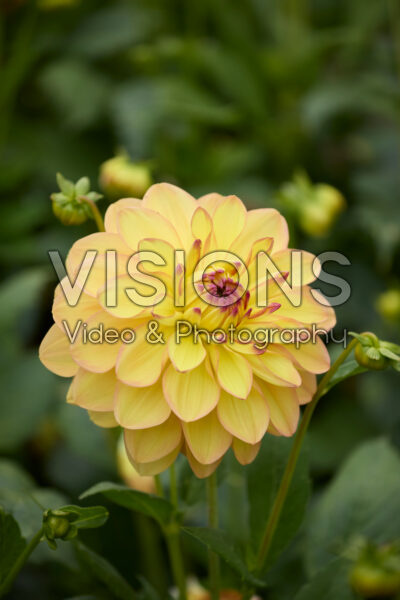 Dahlia Happy Go Lucky