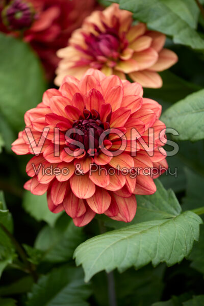 Dahlia Missis Miley