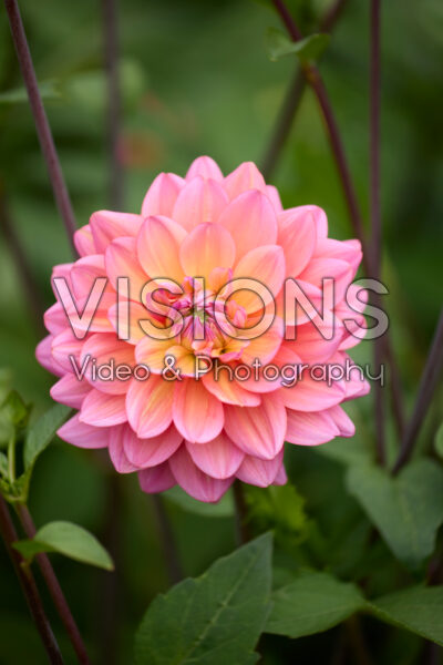 Dahlia Great Silence Dahlia Great Silence