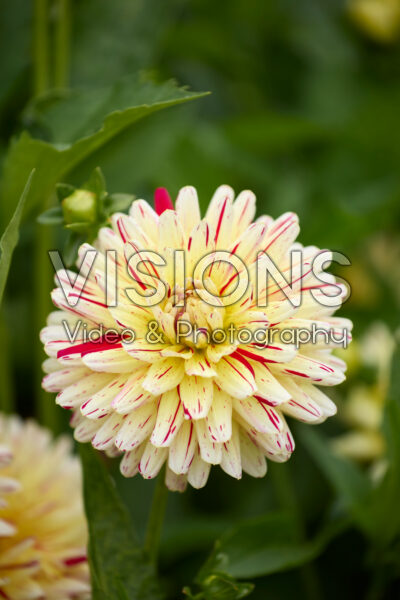 Dahlia Cream Silence