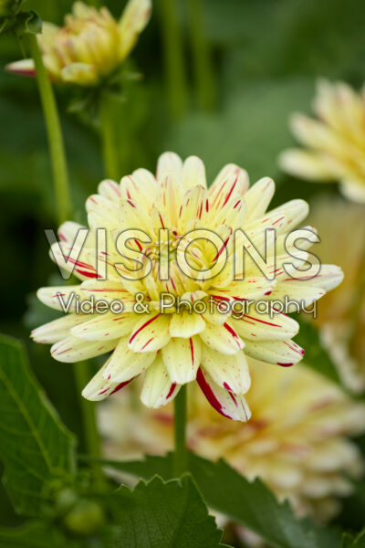 Dahlia Cream Silence