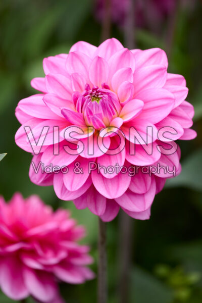 Dahlia Bodille