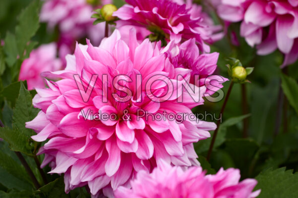 Dahlia Lizz Baaij