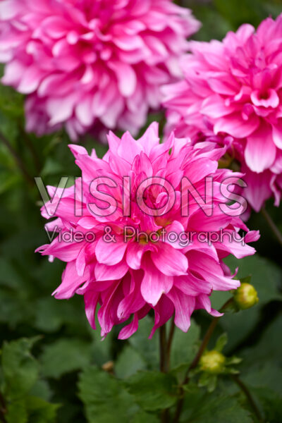 Dahlia Lizz Baaij Dahlia Lizz Baaij